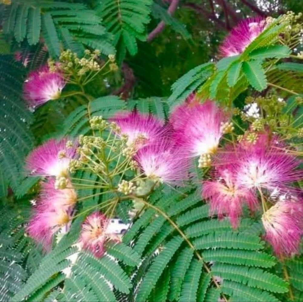 Meet your Posher, Janice